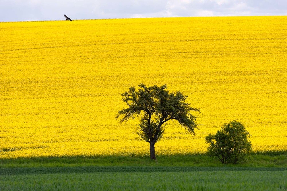 Photograph by Helen Mountaniol