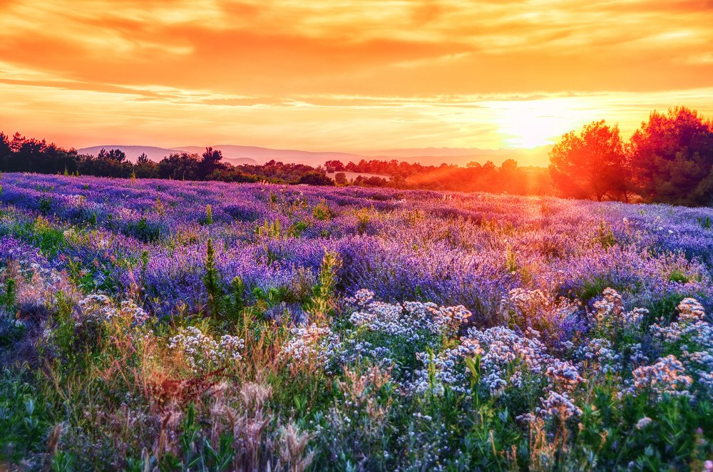 Photograph by Helen Mountaniol