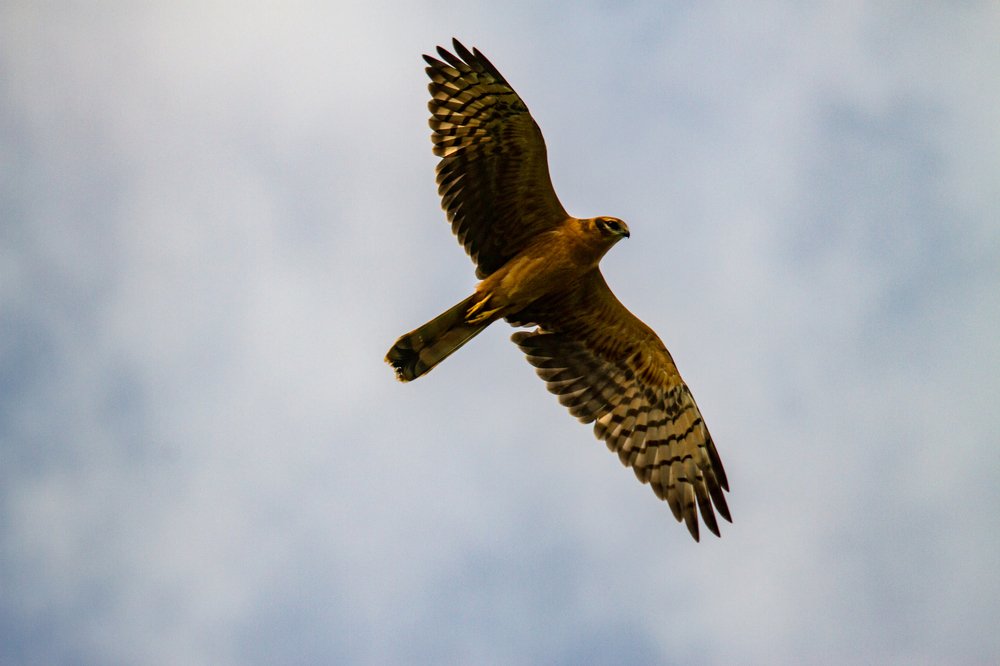 Высматривая добычу