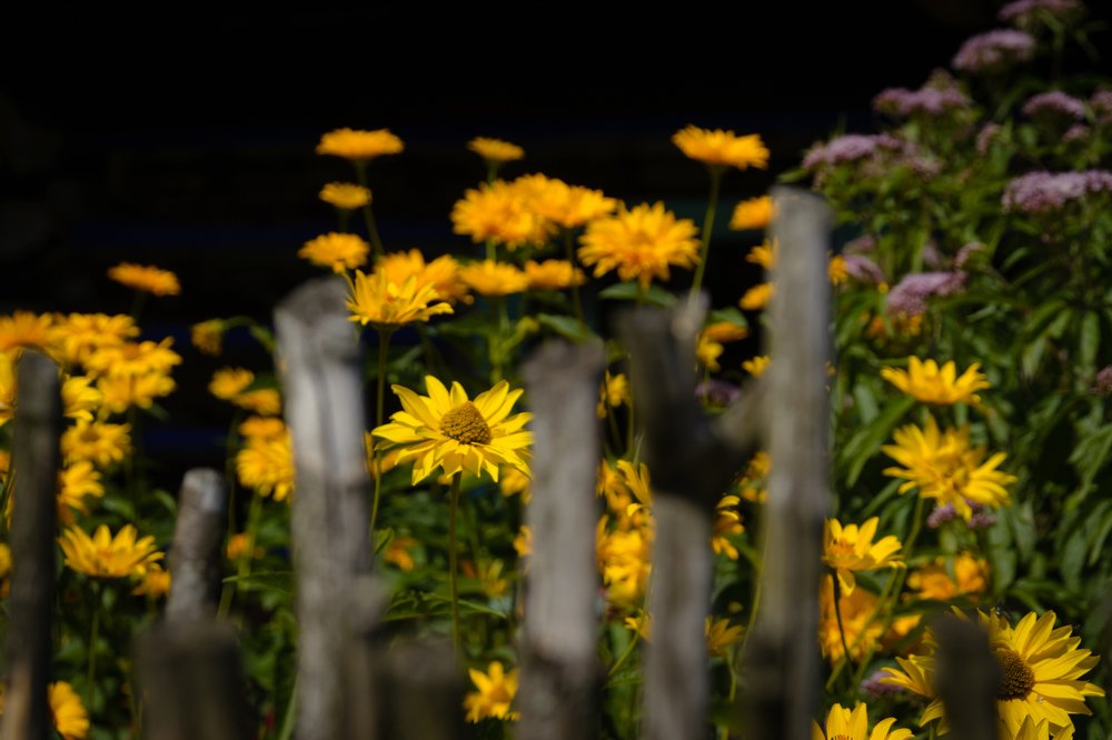 Behind the fence