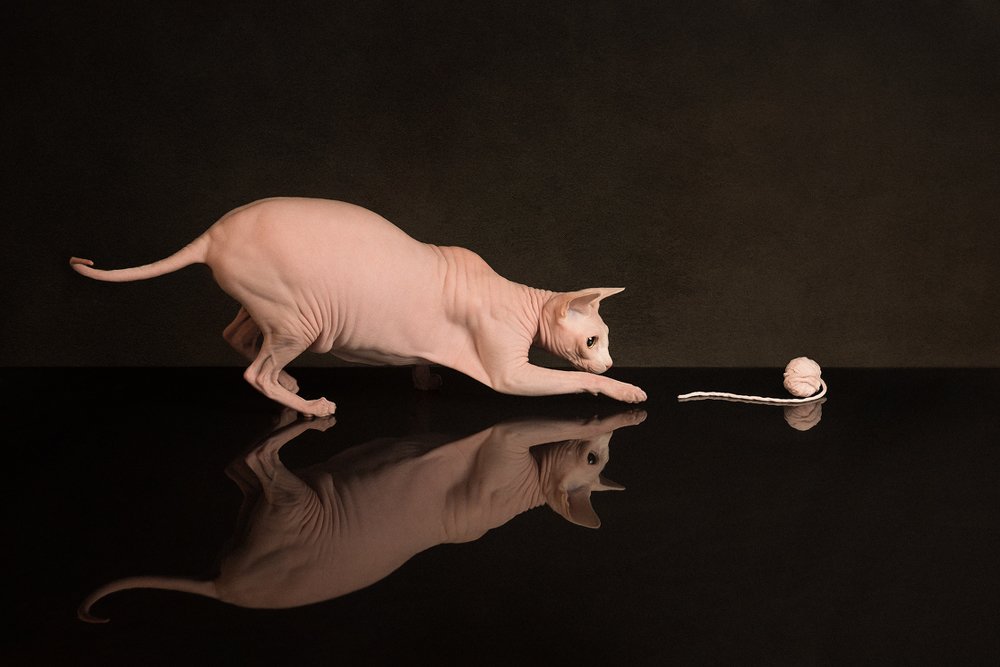 Кошки мышки