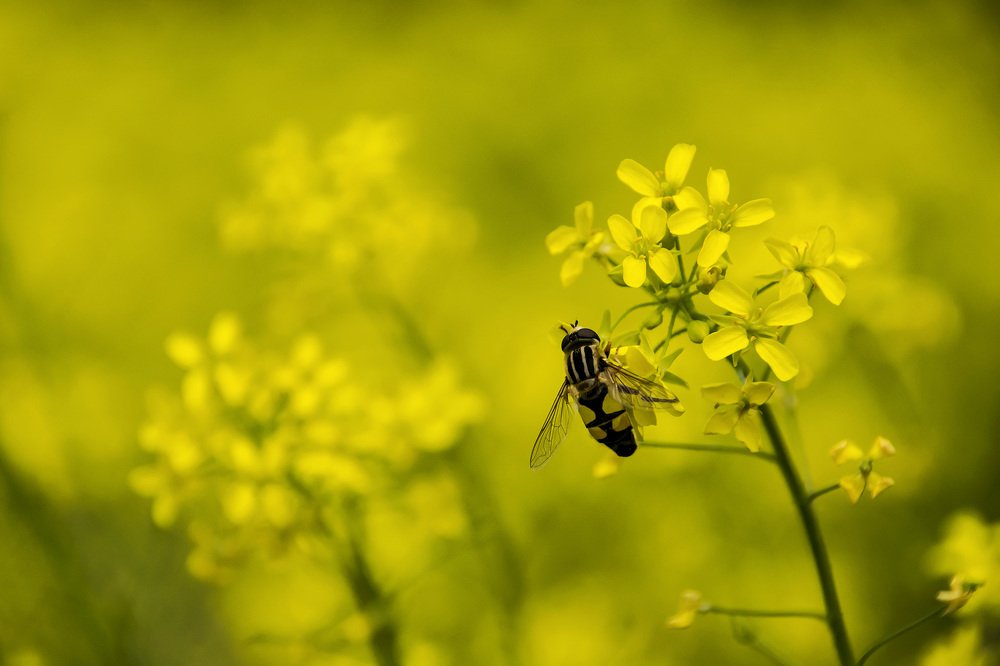 Солнечный мир