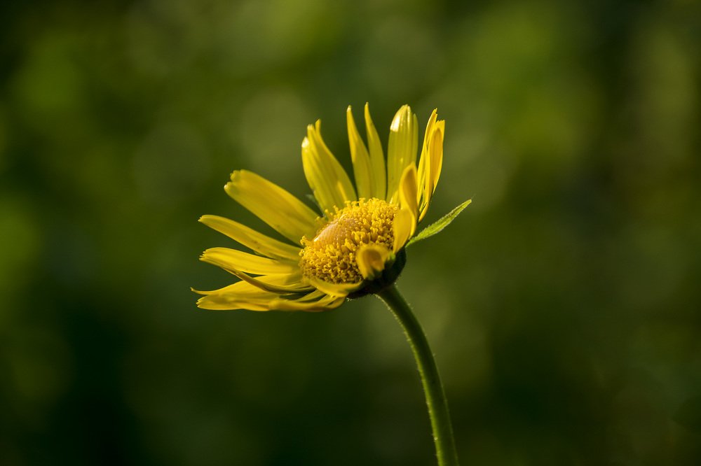 Солнышко на земле