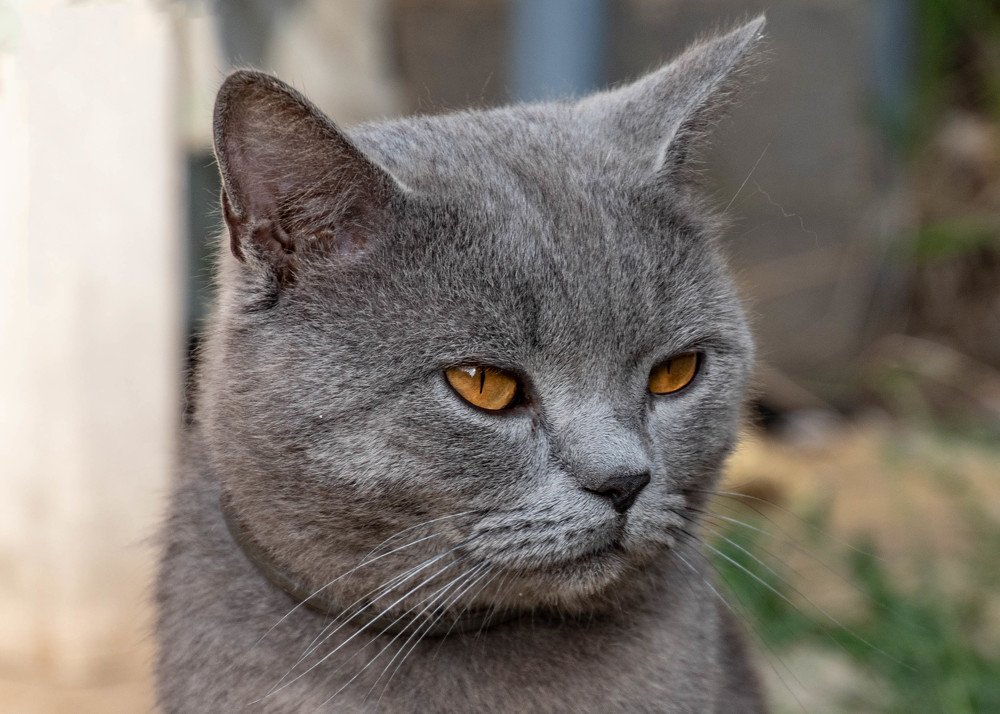 Photograph by Zsuzsa Décsi