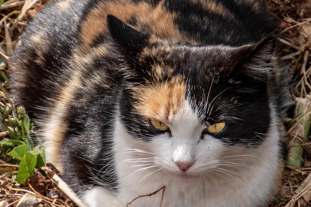 Photograph by Zsuzsa Décsi