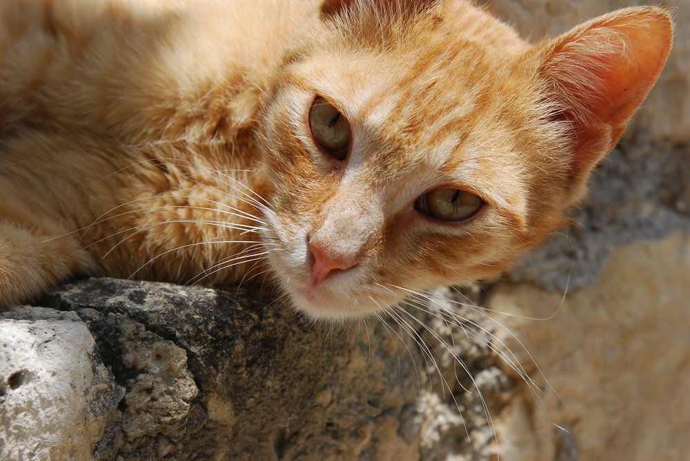 Кошачья сиеста