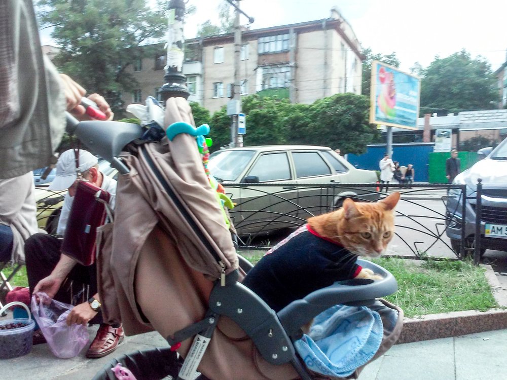 За покупками...