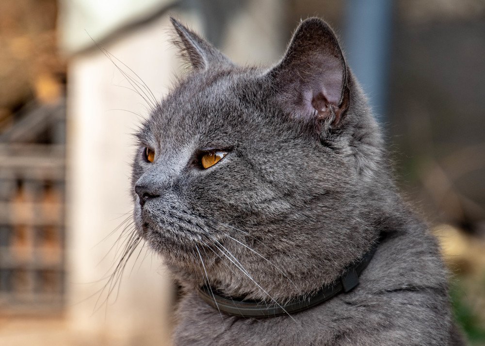 Photograph by Zsuzsa Décsi