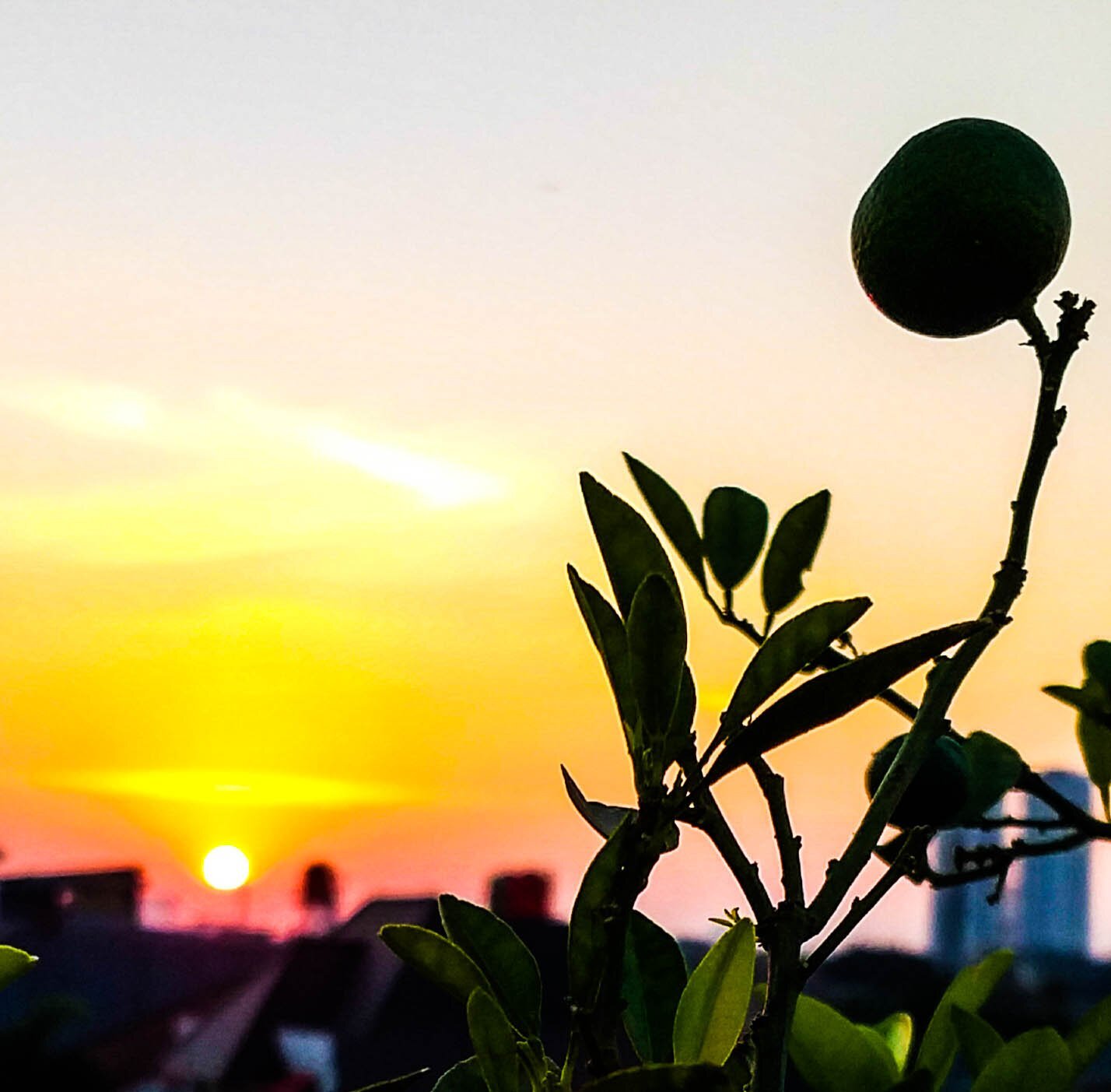 Fruit