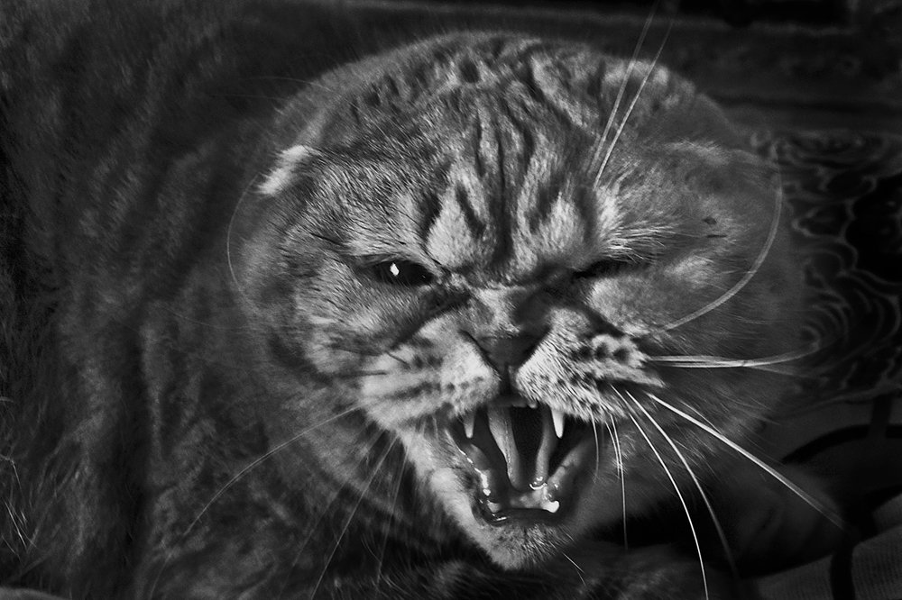 Милая Муляша