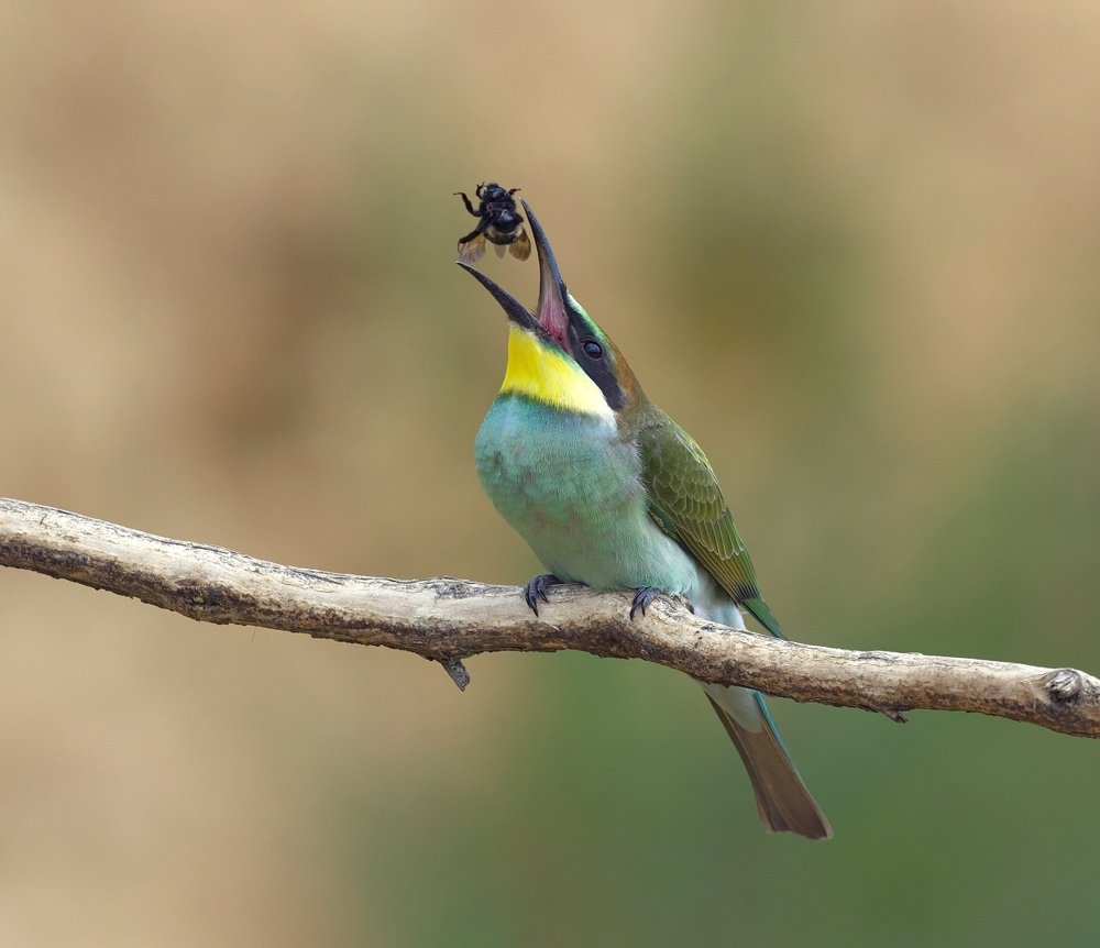 Молодой повелитель шмелей