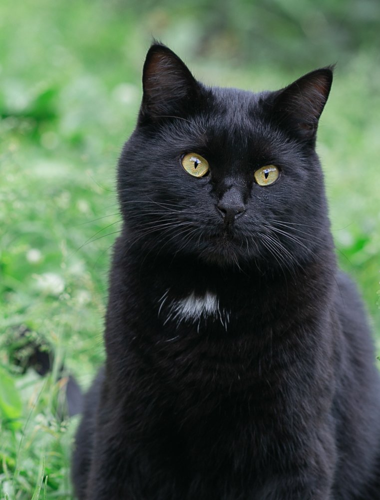 Бурбон Метаксович