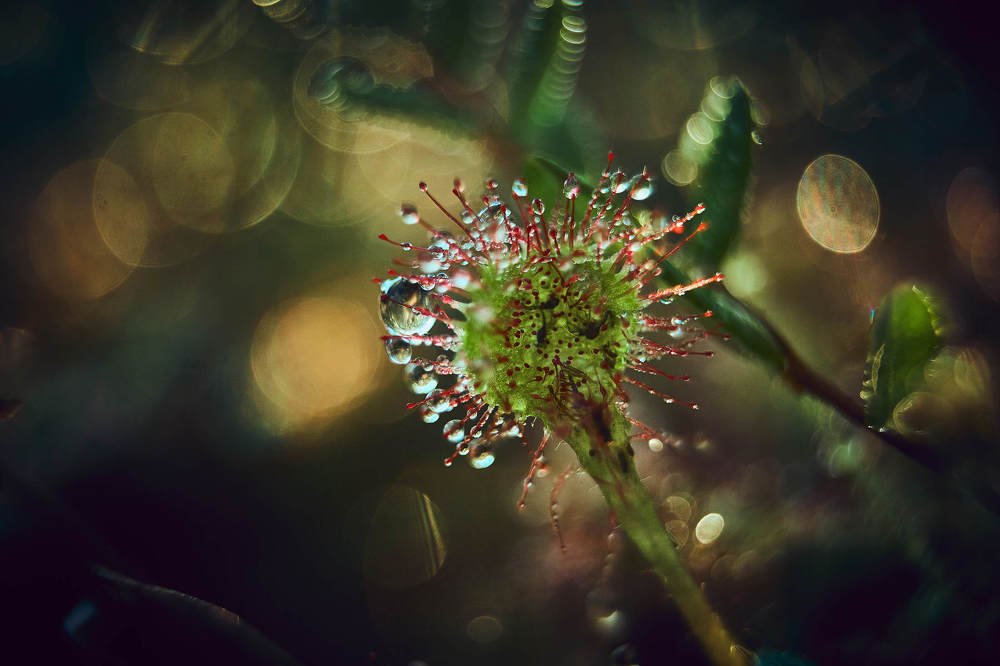 Sundew