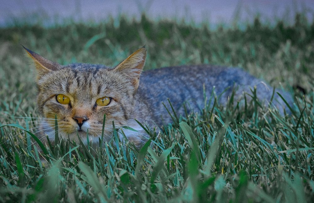 Притаилась...