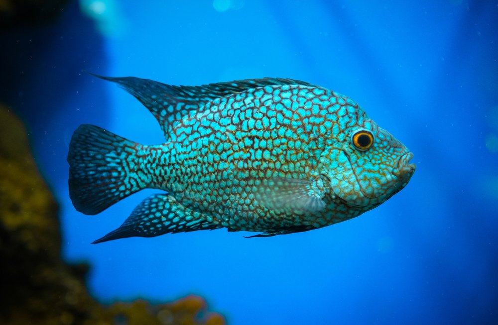 Photograph by Сильвер 