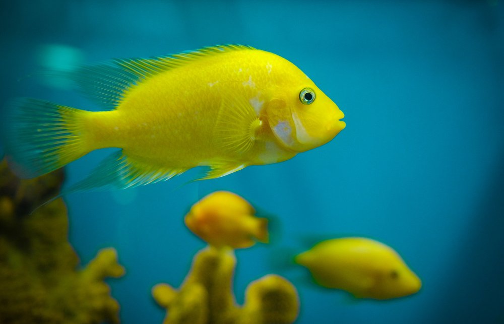 Photograph by Сильвер 