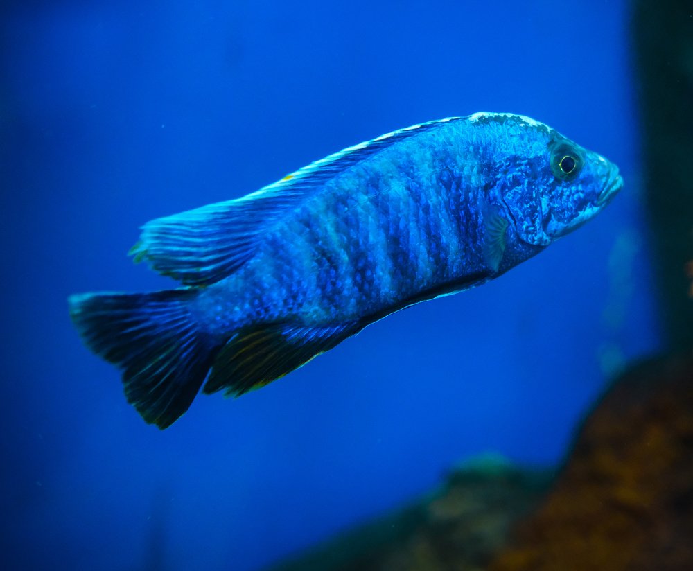 Photograph by Сильвер 