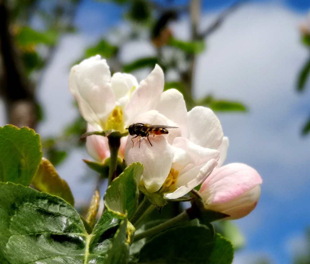 Живая природа