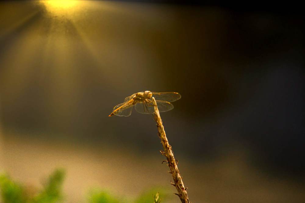 Dragonfly on sunset