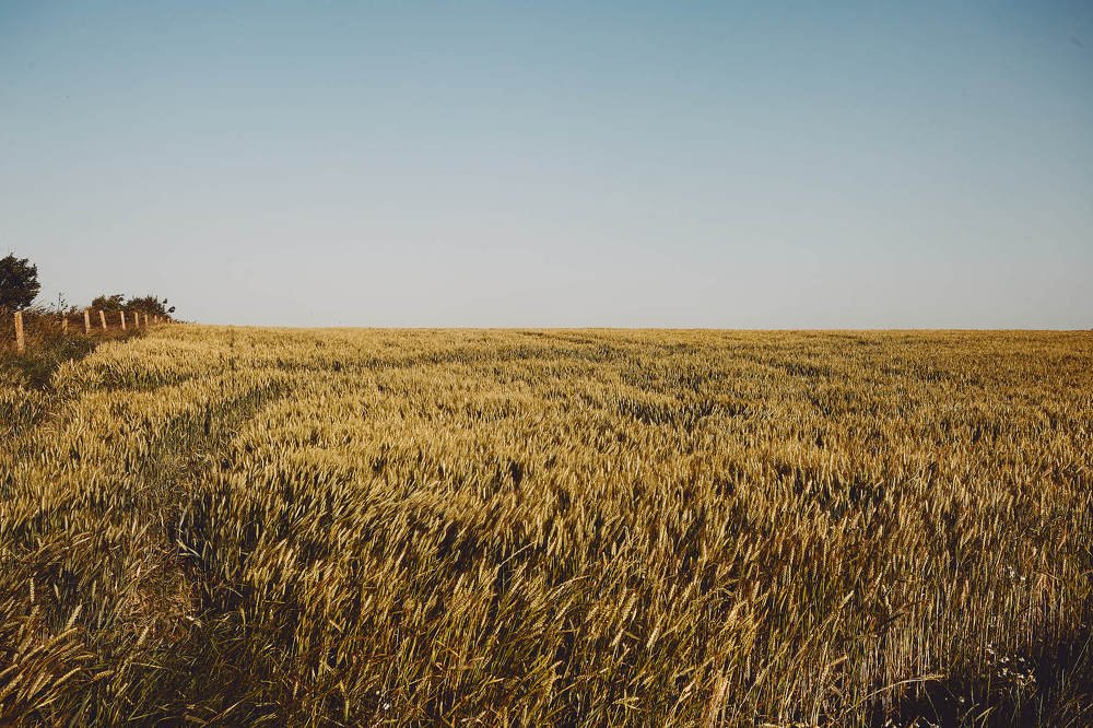 Golden field