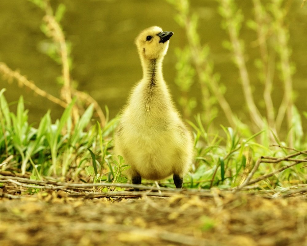Nature at work in springtime