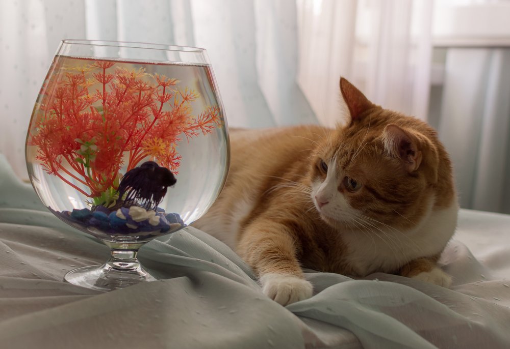 Синяк и Муся