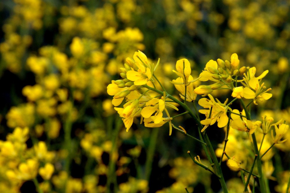 COLOUR OF THE NATURE