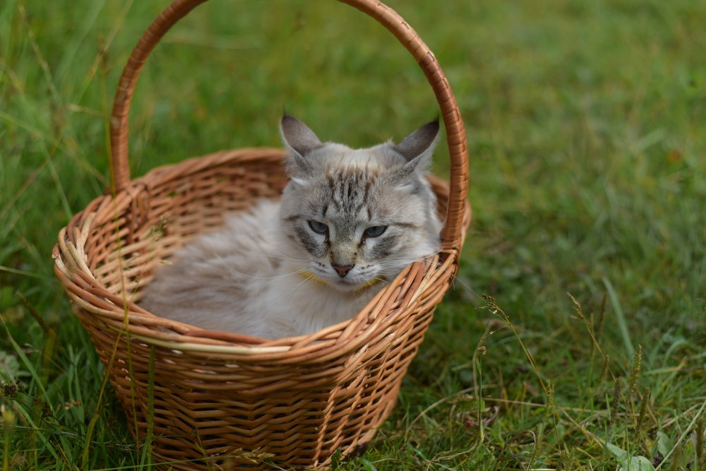 Photograph by Михаил Рогачев