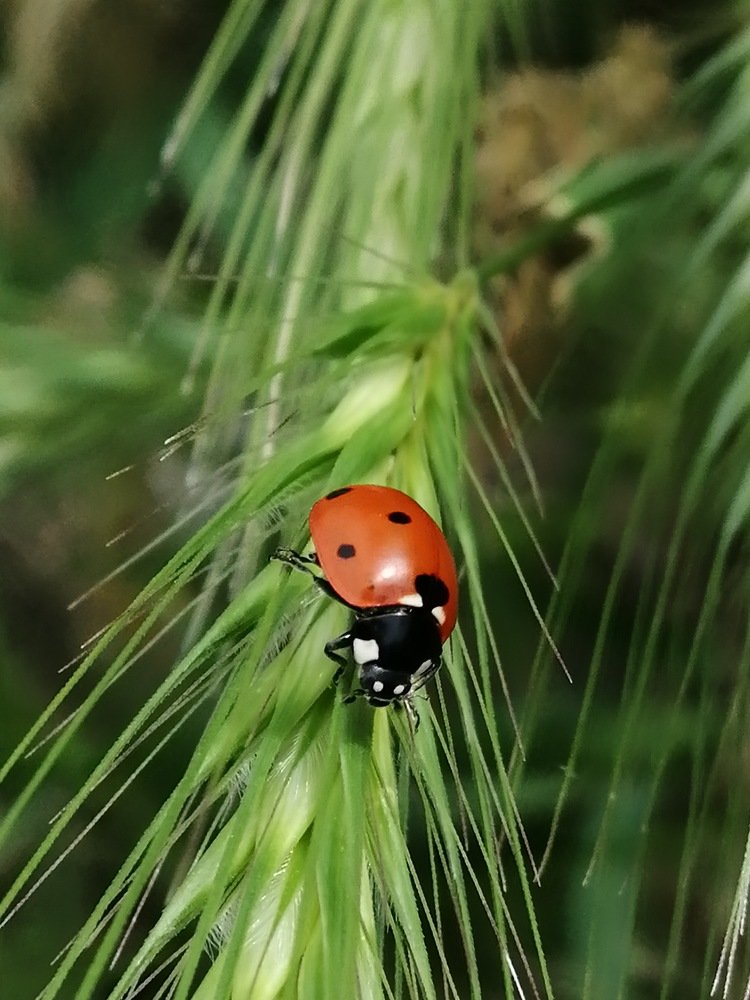 Ladybug
