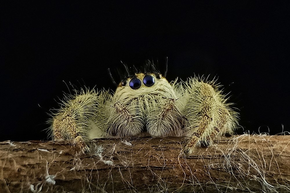 Hyllus diardi (female)