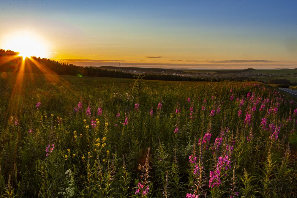 Закатный Иван-Чай