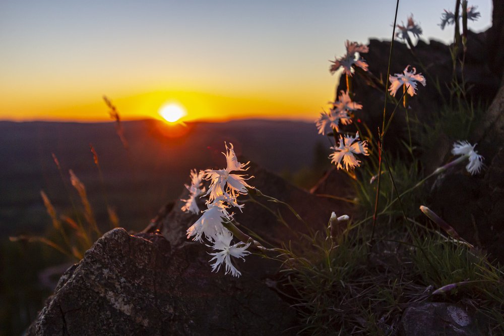Гвоздика в лучах заката