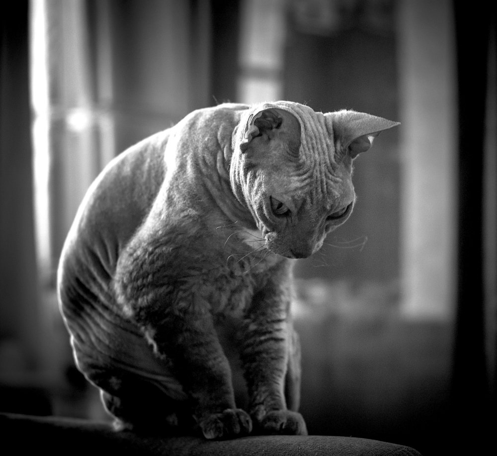 Главная в доме