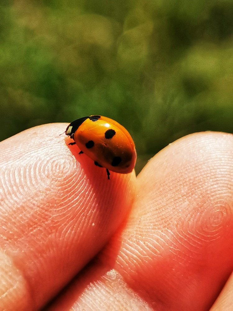 Ladybug