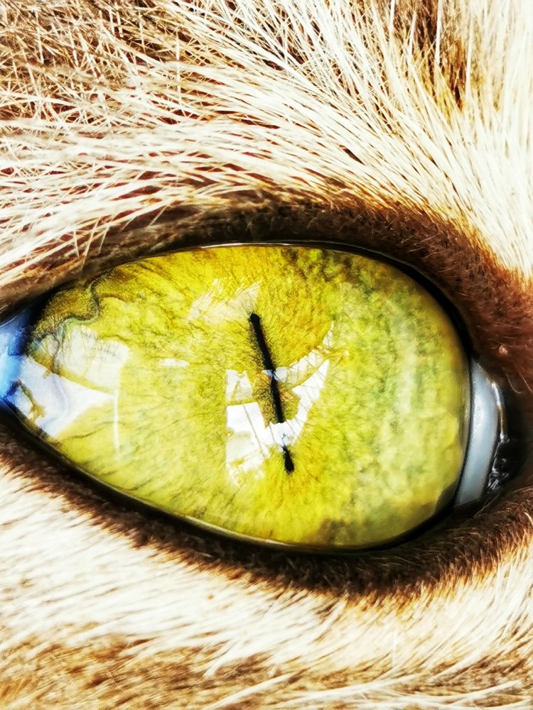 The eye of the cat