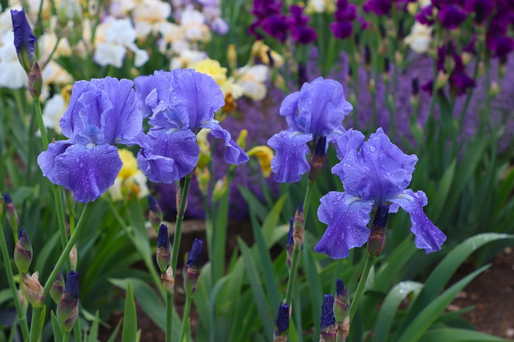 Ирисы