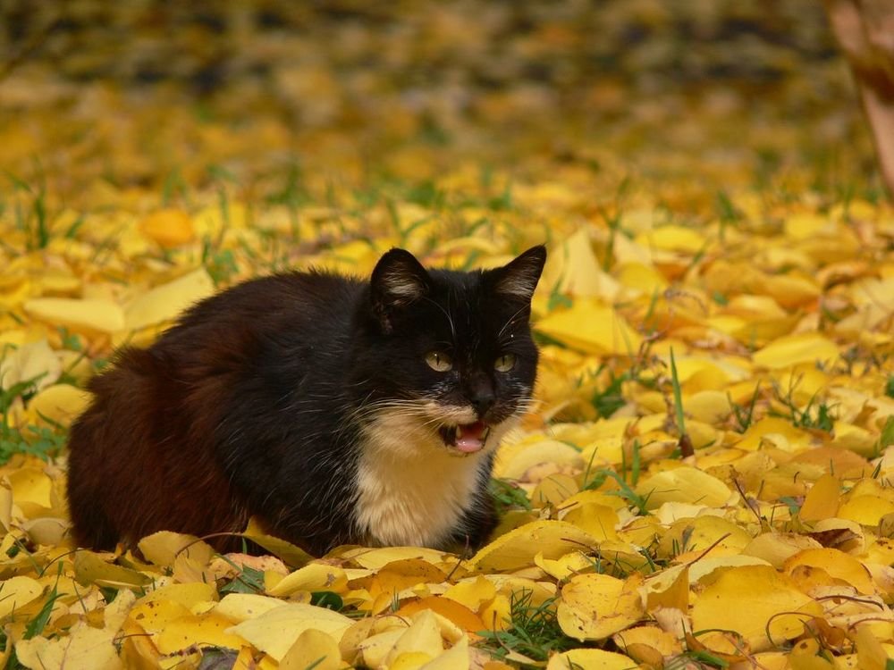 Photo #3468036