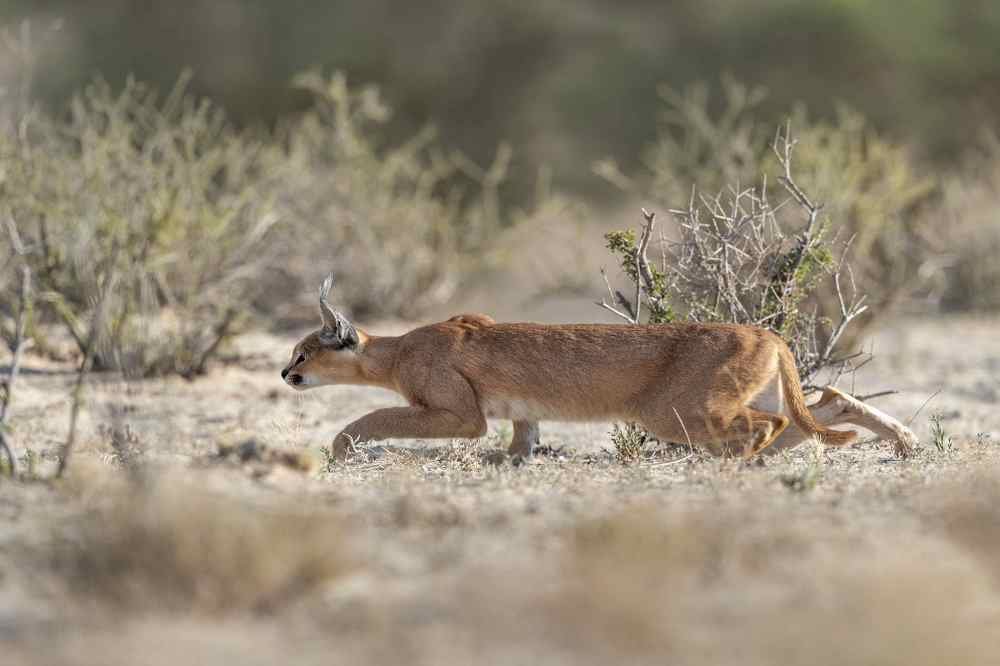 caracal