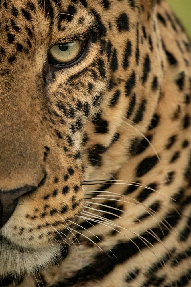 Close-up of half of male leopard face