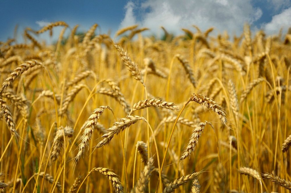 Заглянул в поле