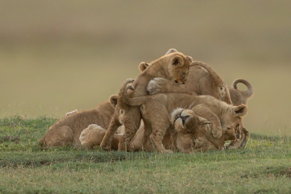 Lioness lies covered in cubs on savannah