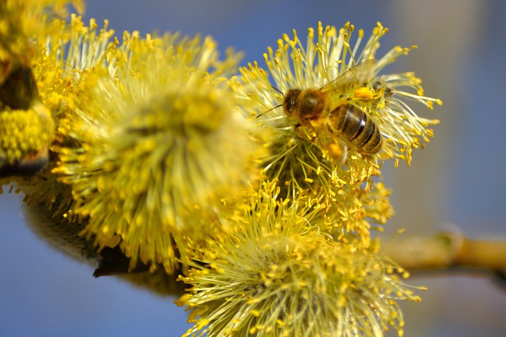 Трудовые будни пчелы