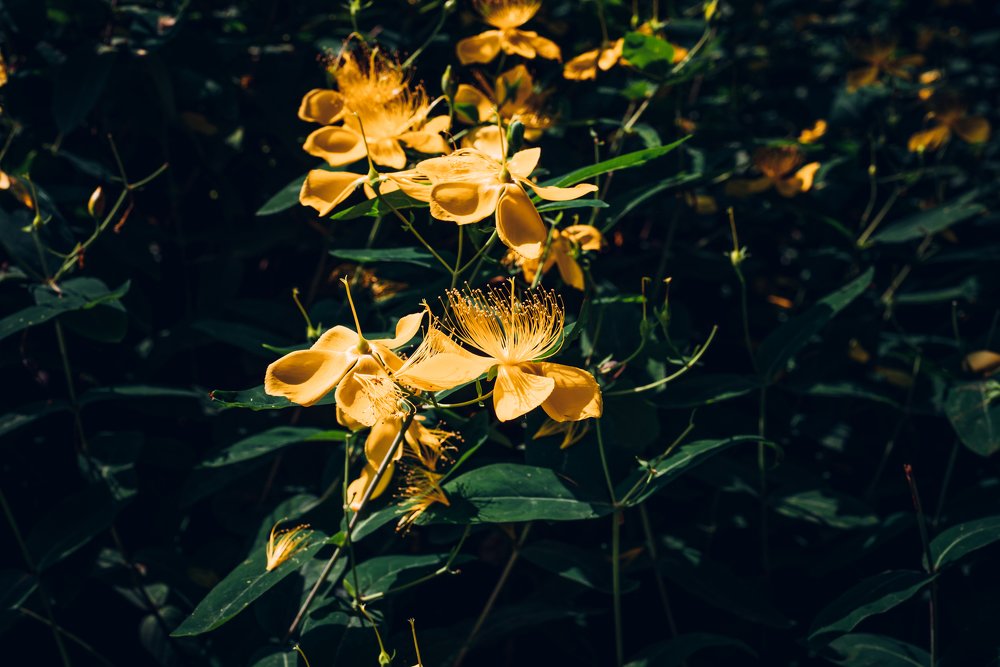 цветы весной