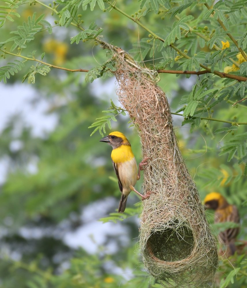 son-chiri  (Baya weaver)