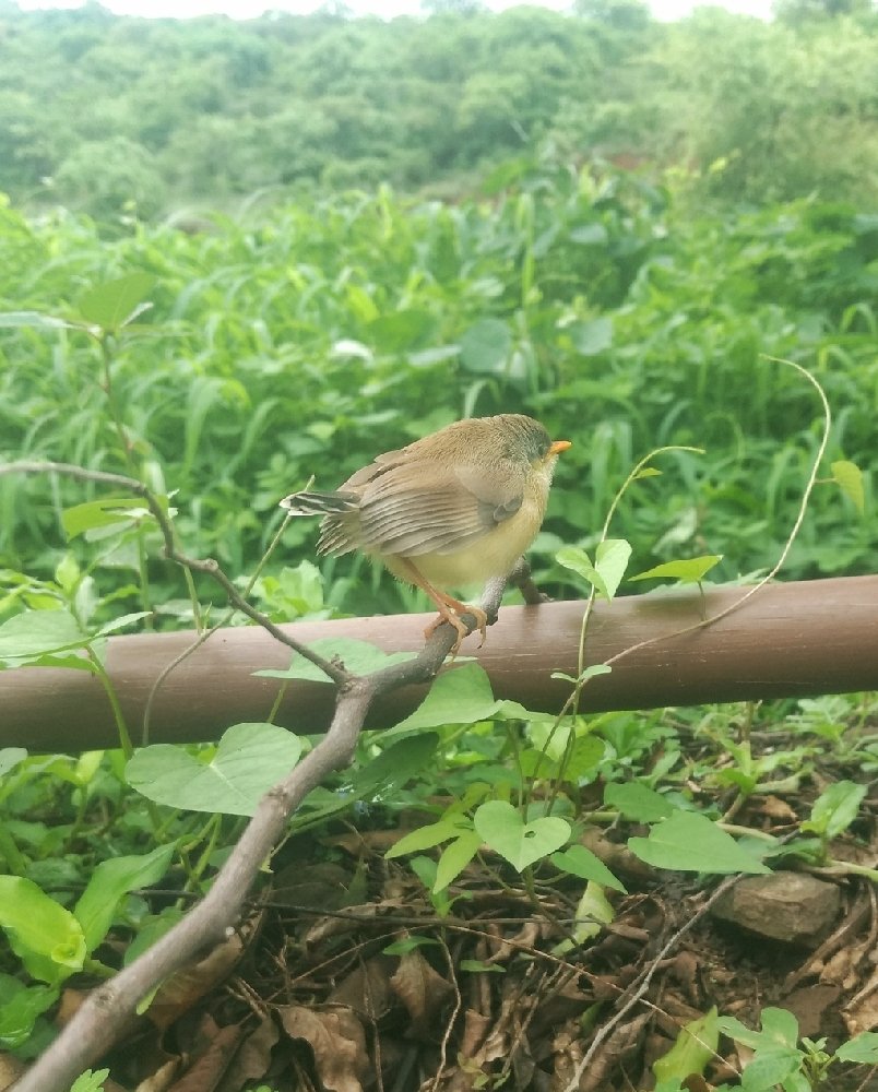 Learn to Fly