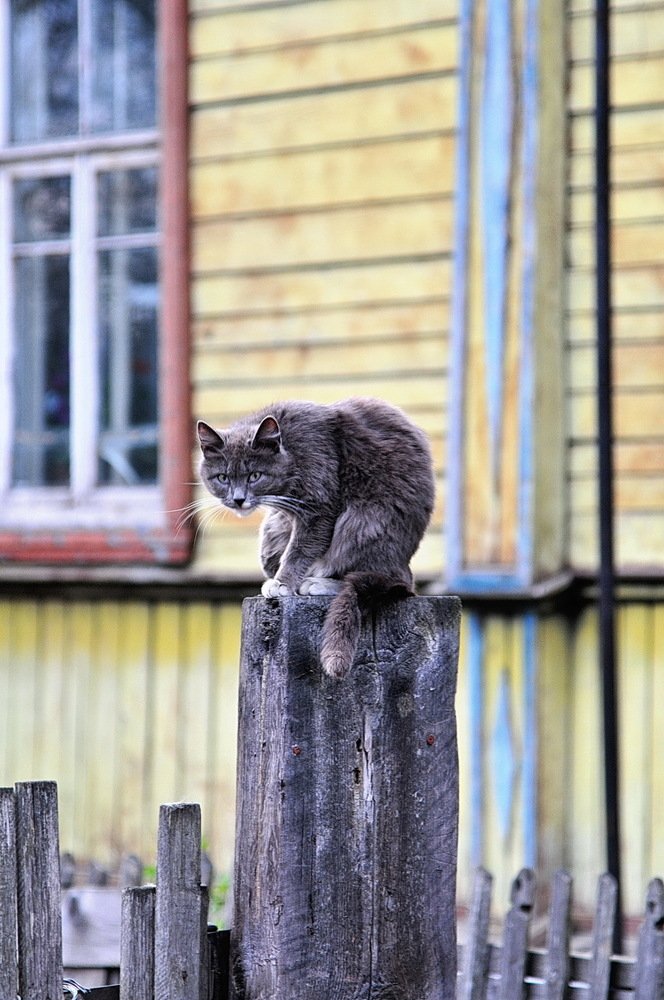 Настороженность