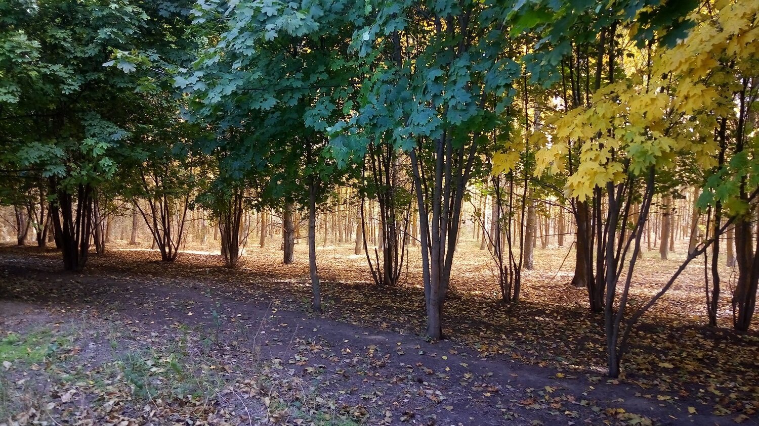 Золотая роща