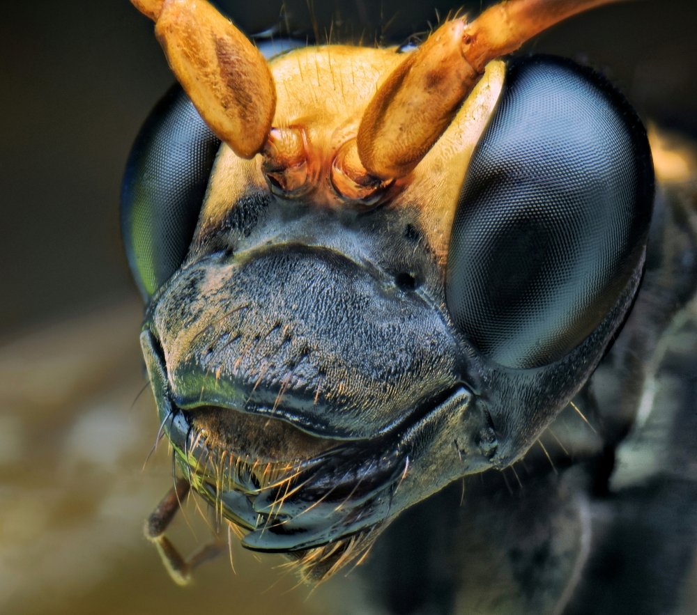Wasp either Pompilidae or Crabronidae/ Sphecidae