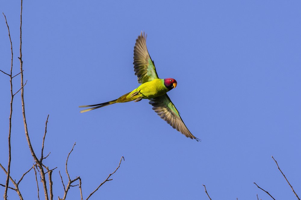 Plum Headed Parakeet in Flight