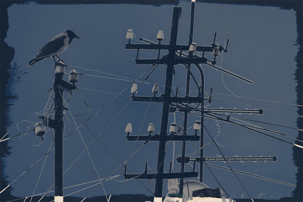 Ворон ответьте беркуту